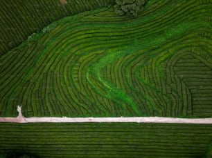 a person walking through a maze in a field