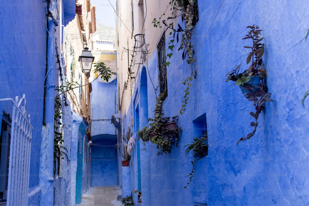 a narrow alley way with blue walls and plants