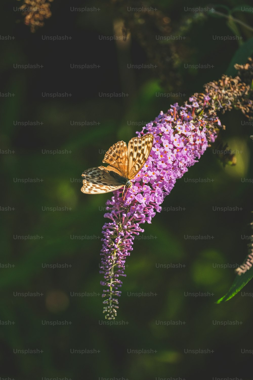 una farfalla che è seduta su un fiore viola