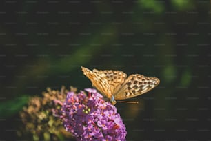 a butterfly sitting on top of a purple flower