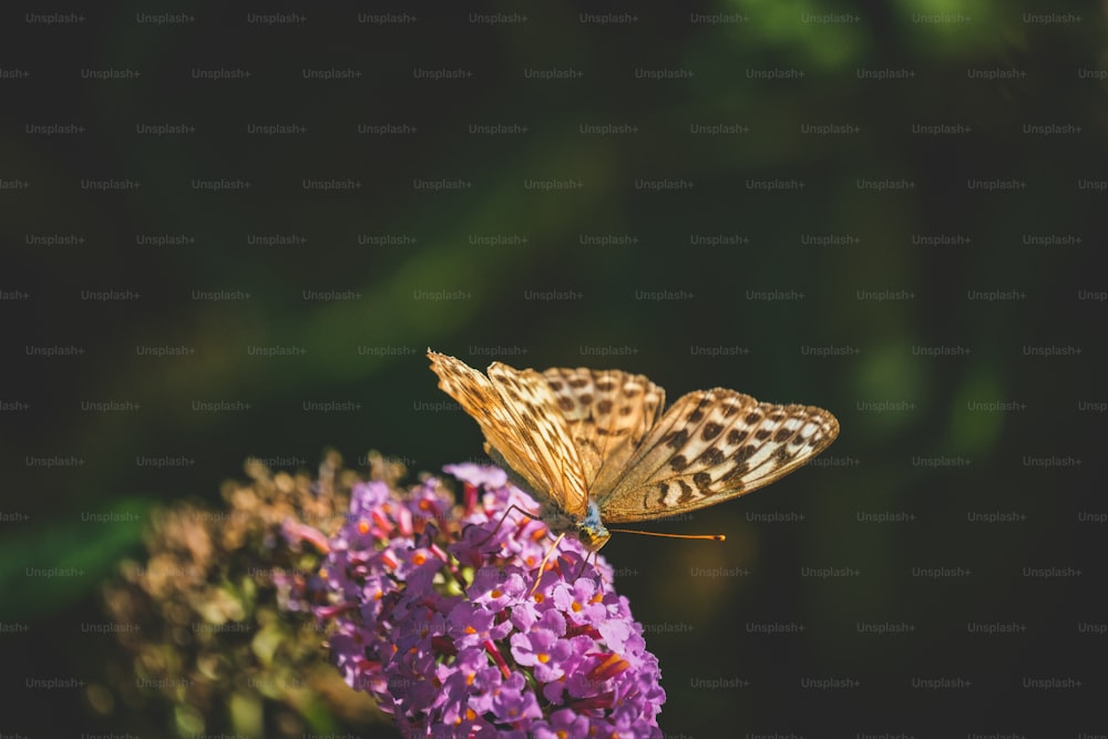 a butterfly sitting on top of a purple flower