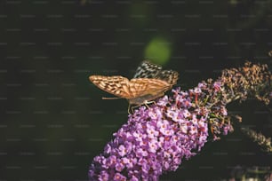 a butterfly sitting on top of a purple flower