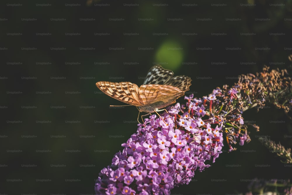 Una mariposa sentada encima de una flor púrpura