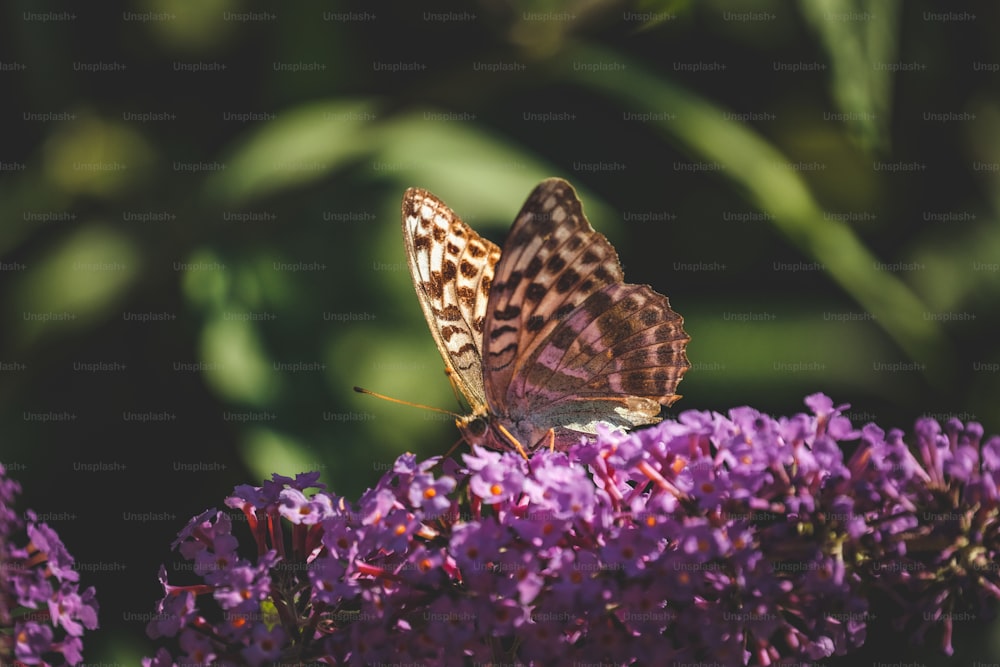 Un papillon assis au sommet d’une fleur violette