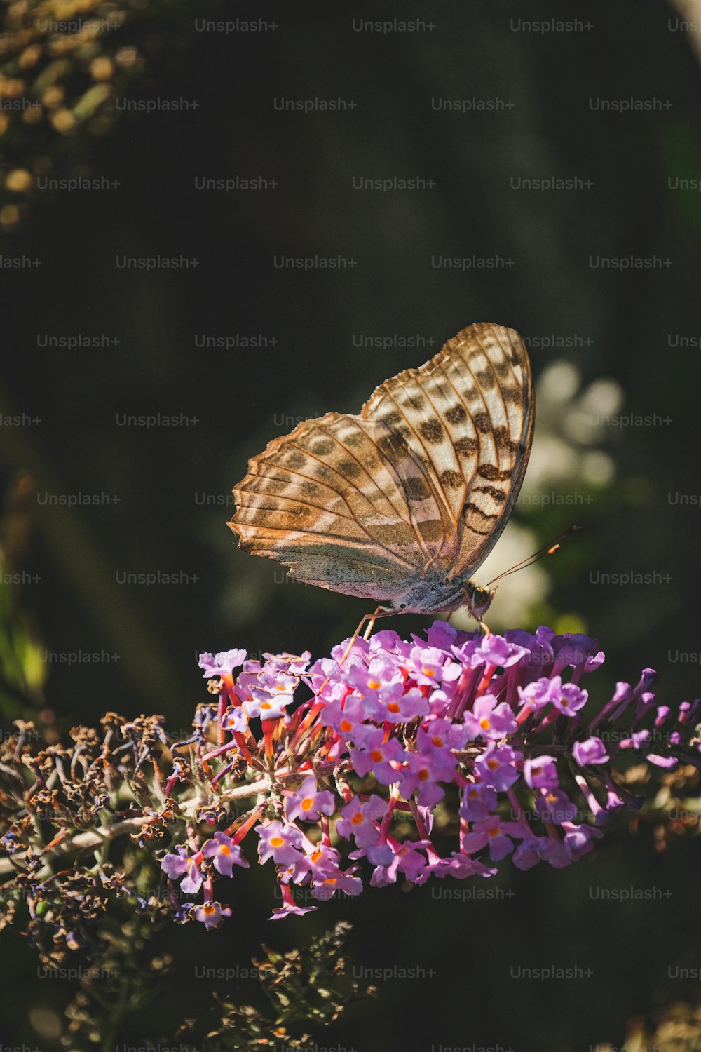 Una mariposa marrón sentada sobre una flor púrpura