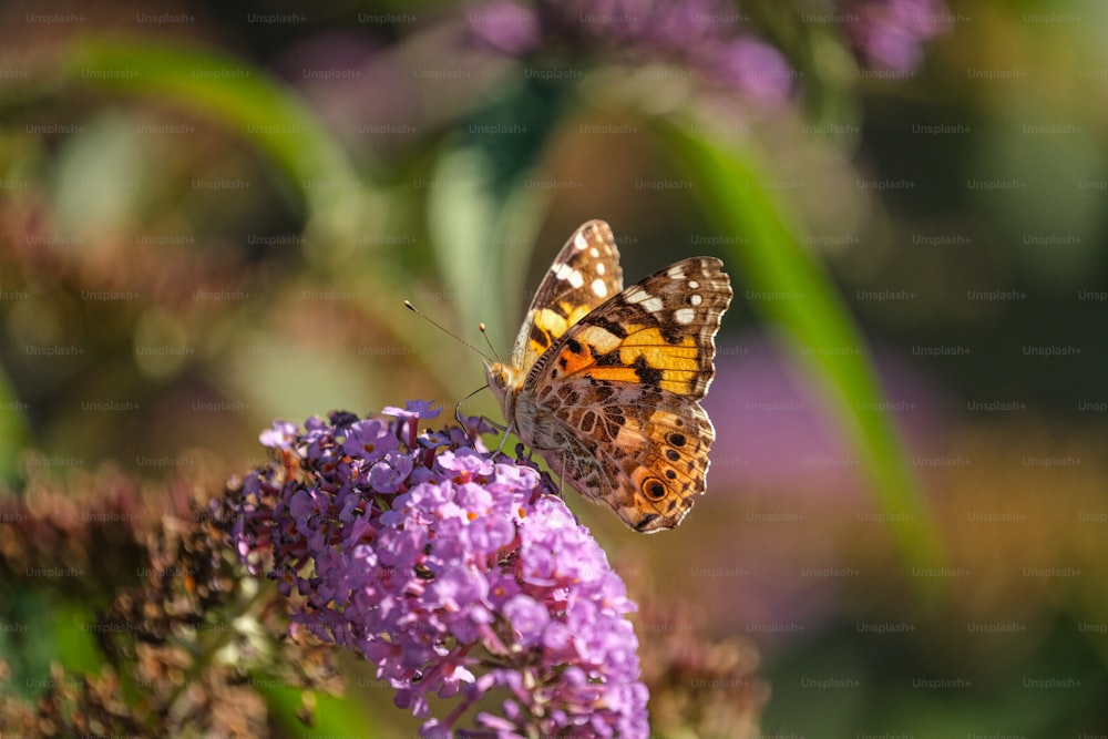 a butterfly sitting on top of a purple flower