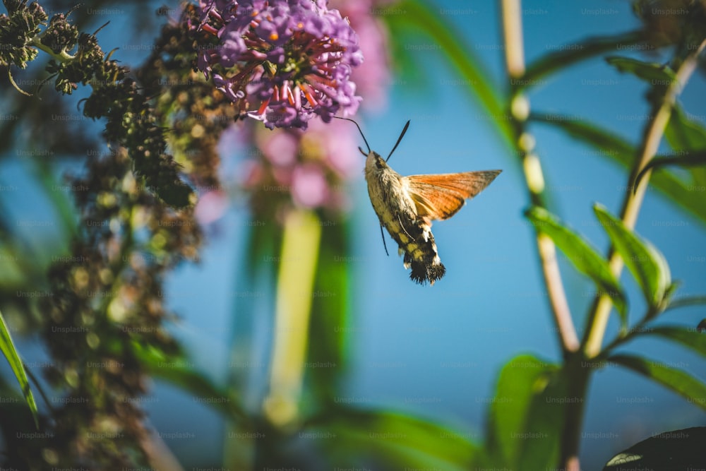 Eine Nahaufnahme eines Schmetterlings auf einer Blume