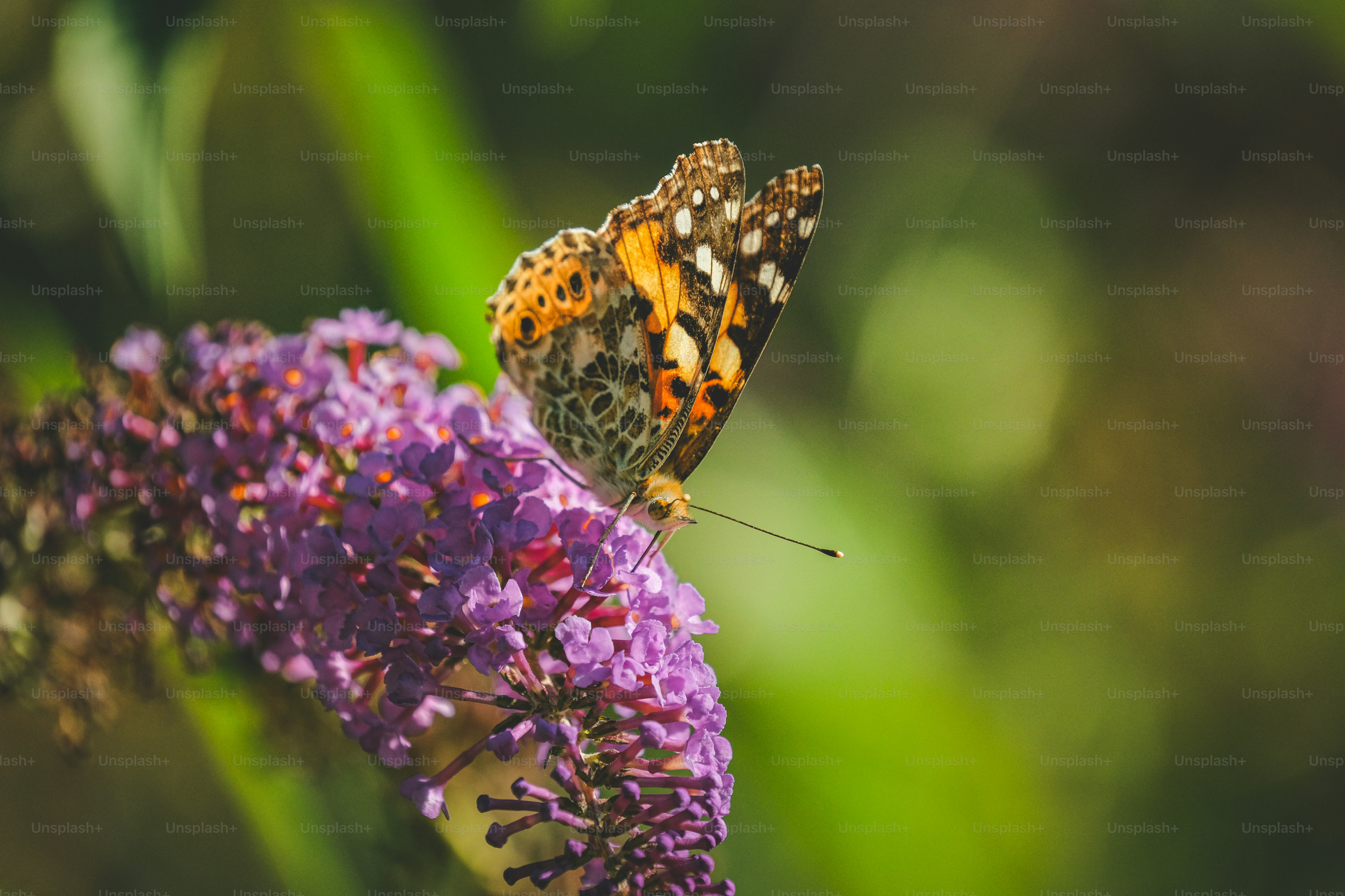 A brown butterfly sitting on a purple flower photo – Flower Image on ...