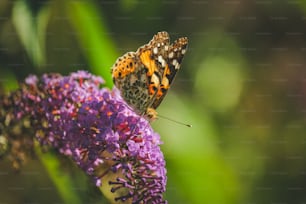 a butterfly is sitting on a purple flower