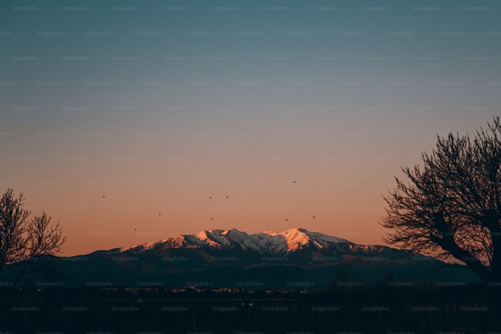 a view of a snowy mountain with trees in the foreground