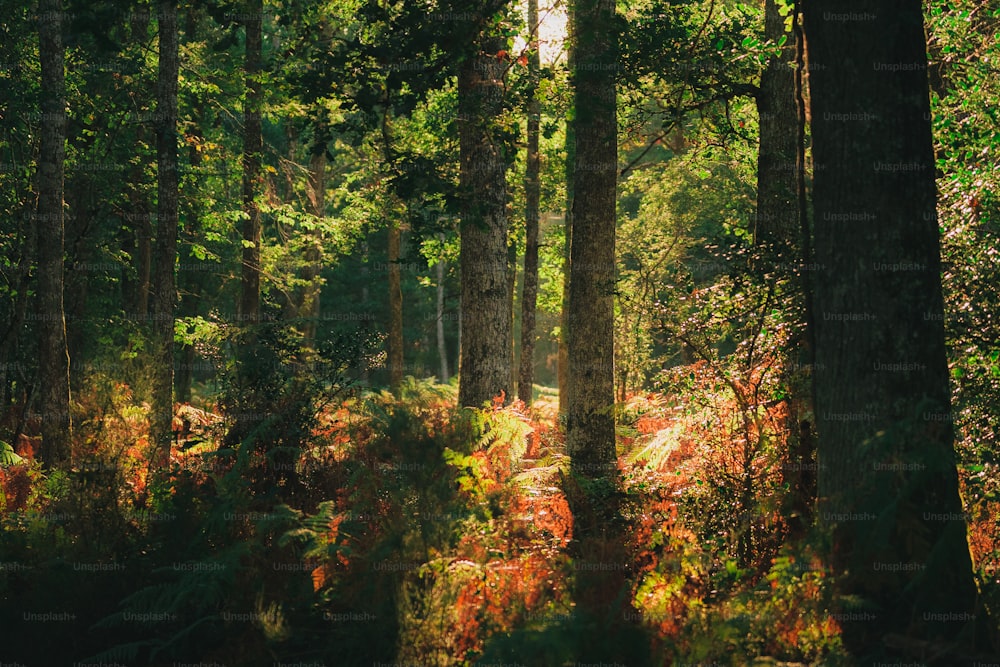 a forest filled with lots of tall trees