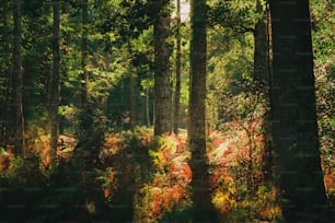 Une forêt remplie de grands arbres