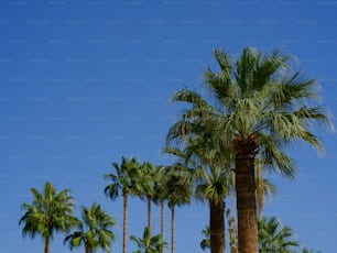 Une rangée de palmiers contre un ciel bleu