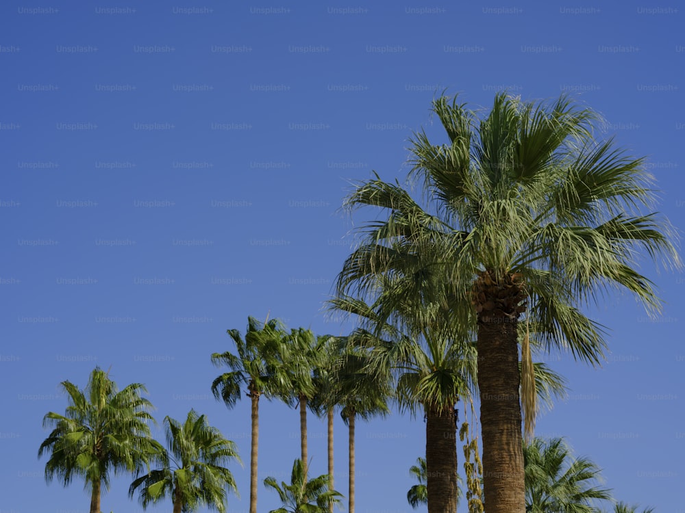 a row of palm trees against a blue sky