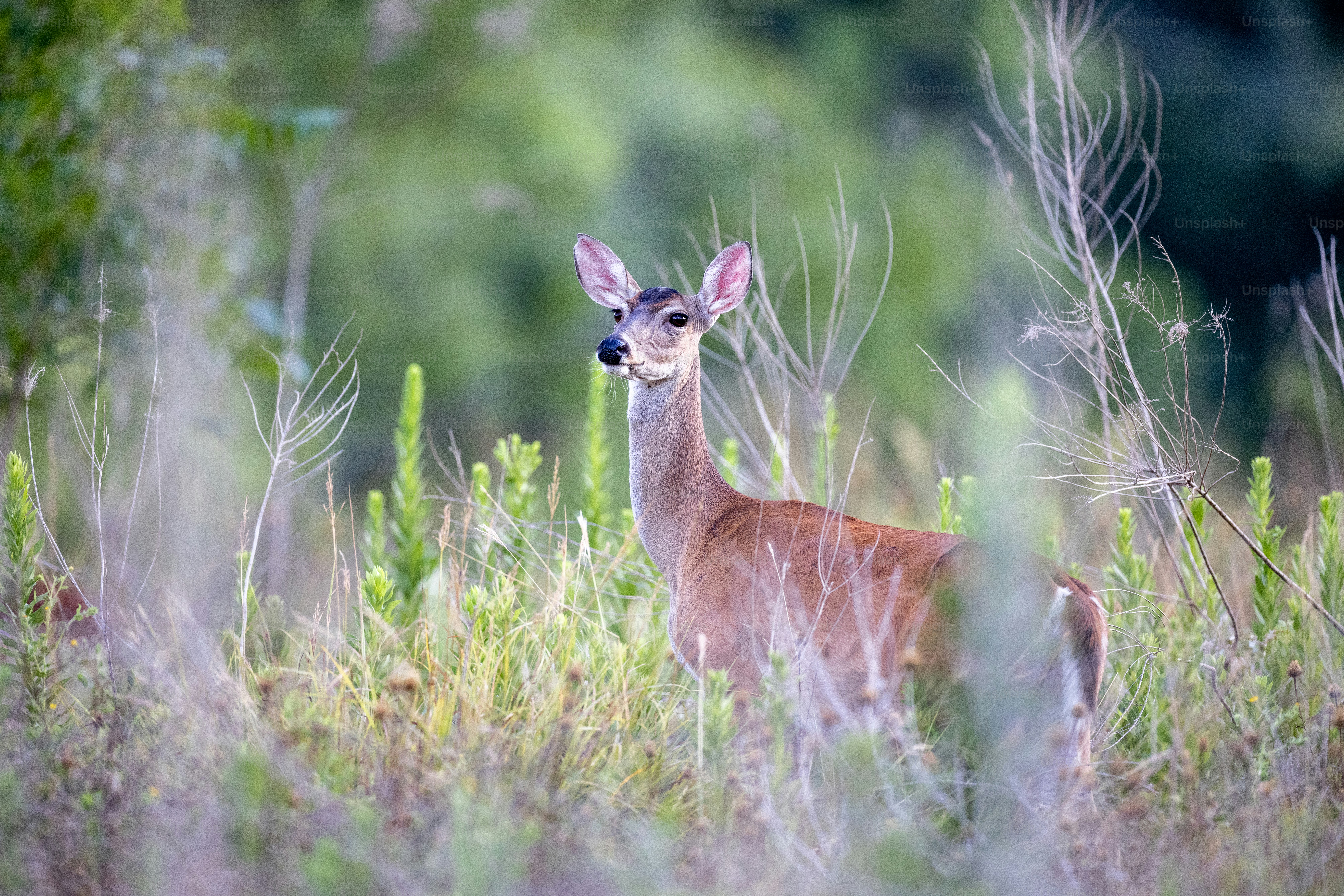 Imagens de Veado De Cauda Branca | Baixe imagens gratuitas na Unsplash, image size:3000x2001