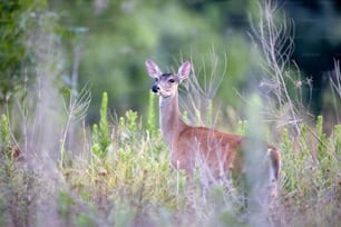 a deer standing in a field of tall grass