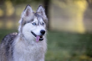 Eine Nahaufnahme eines Hundes mit herausgestreckter Zunge