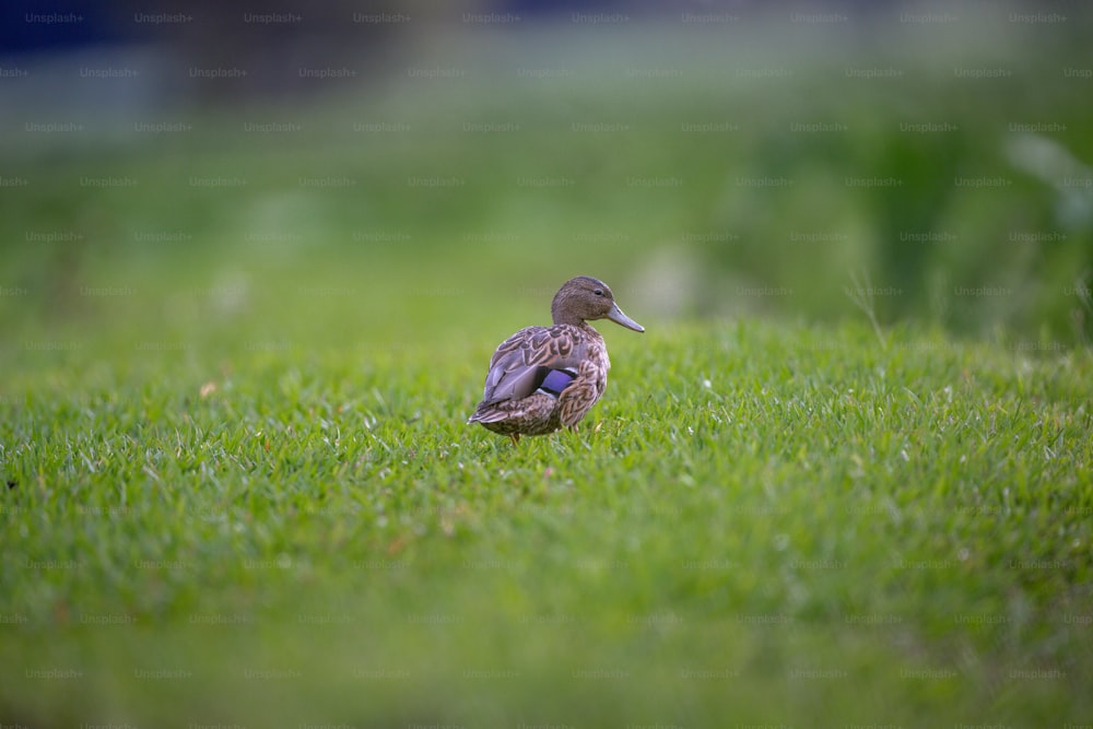 un canard assis au milieu d’un champ herbeux