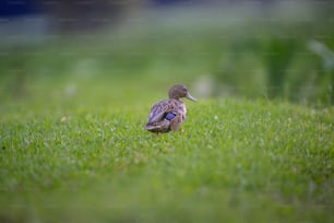 a duck sitting in the middle of a grassy field