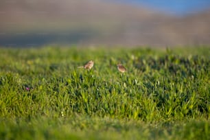 two small birds standing in a grassy field