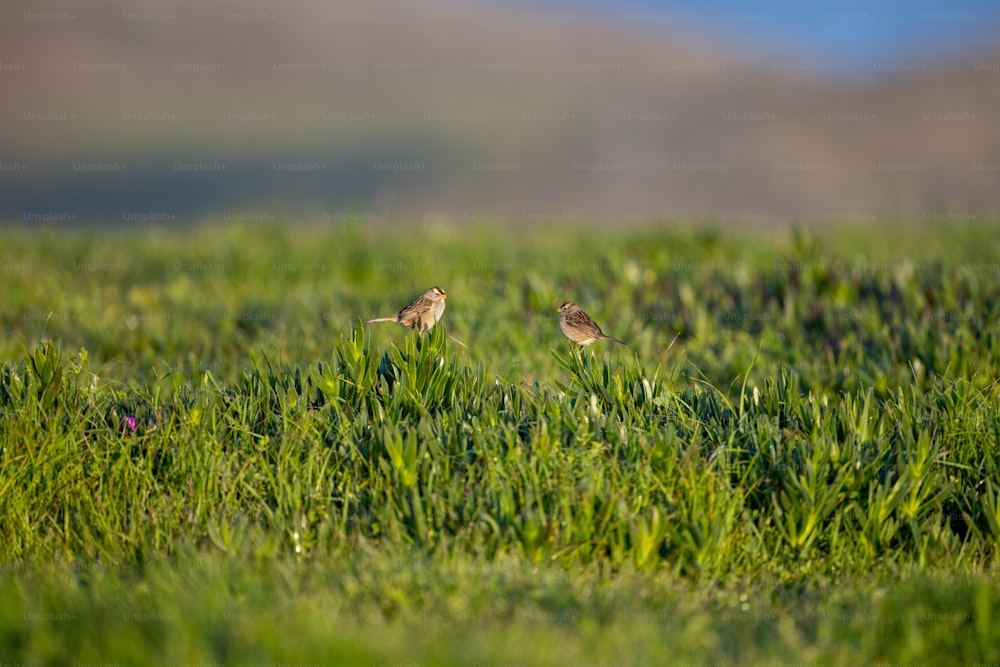 two small birds standing in a grassy field