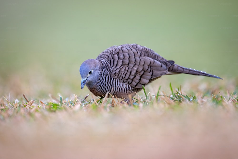 un uccello in piedi sulla cima di un campo coperto di erba