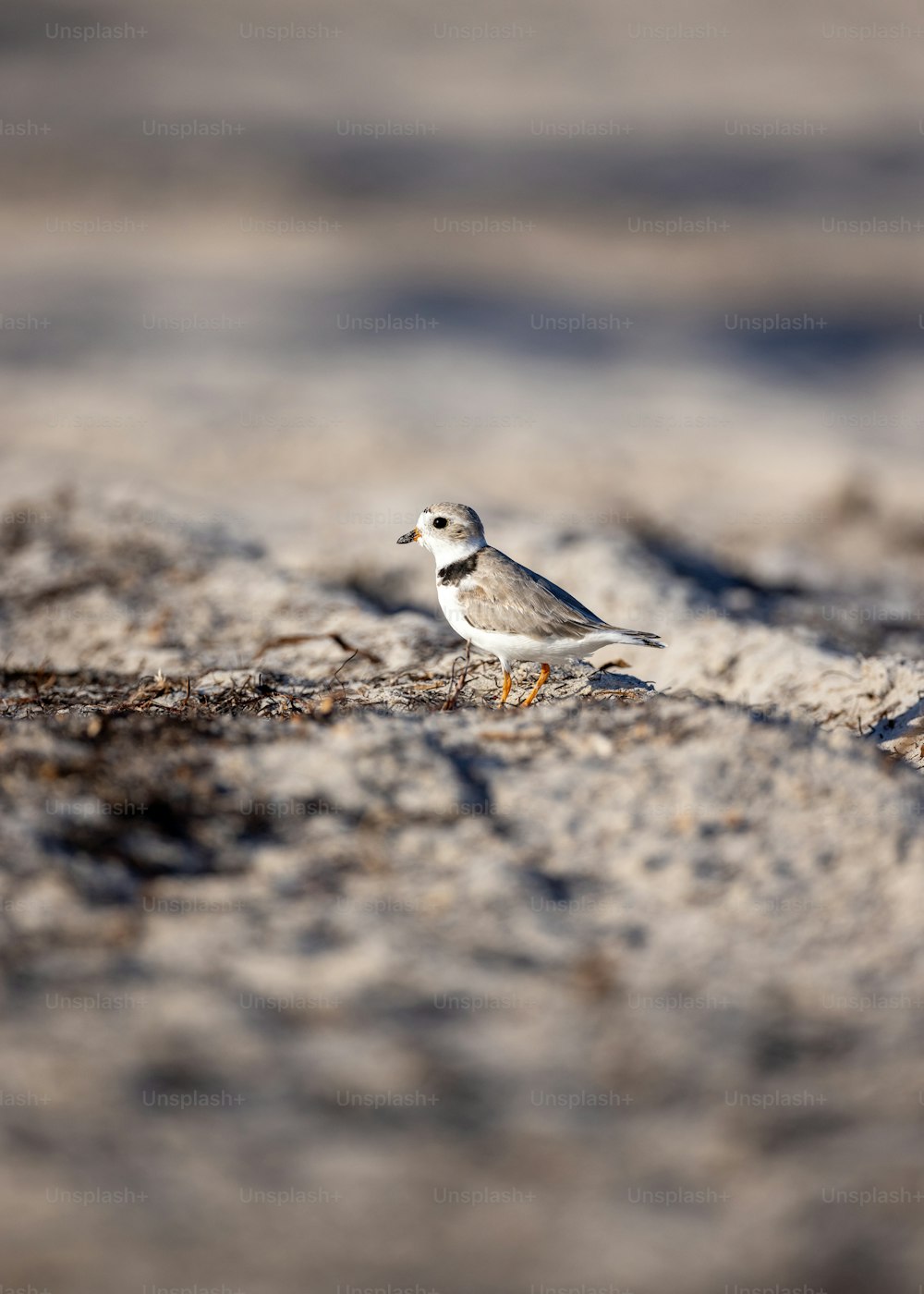 Un pequeño pájaro parado en una playa de arena