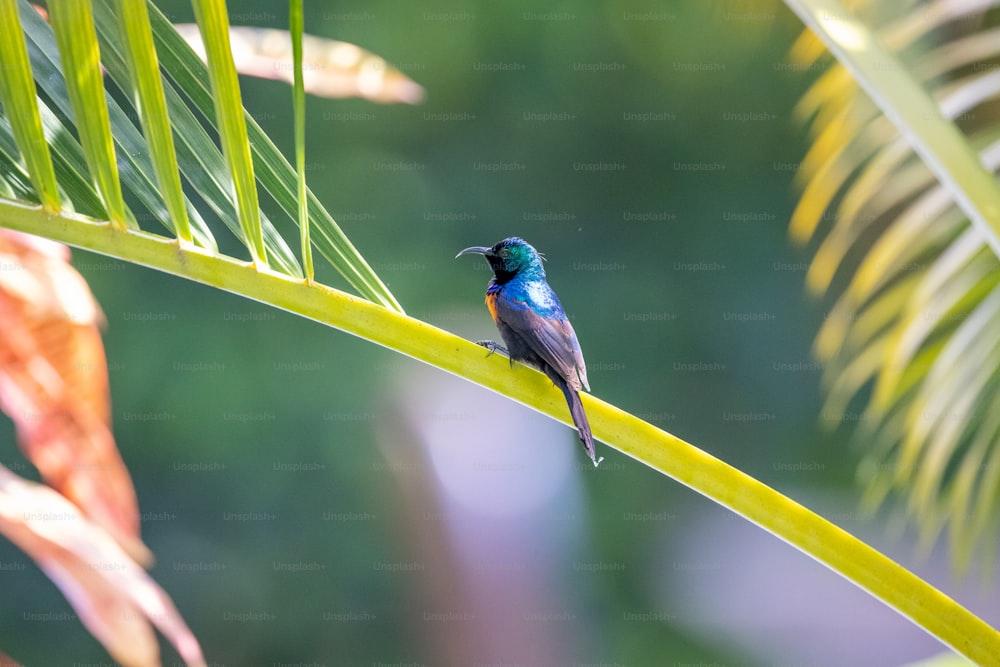 a small blue bird perched on a green leaf