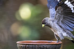 羽を広げた鳥が鍋にとまっている