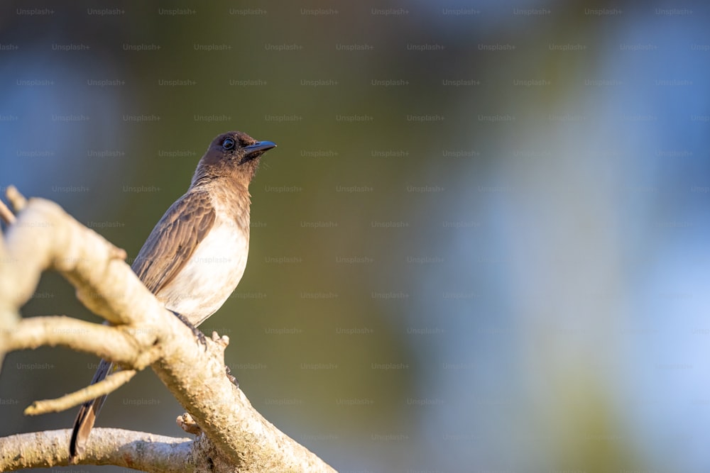 a small bird perched on a tree branch