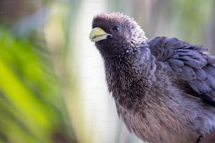 um close up de um pássaro com um fundo desfocado