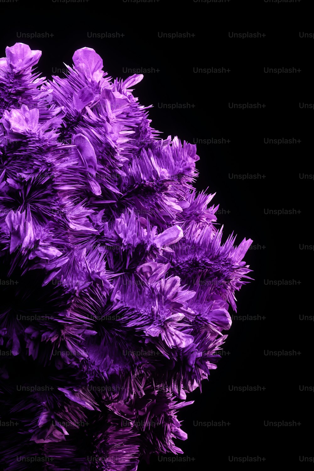 a bunch of purple flowers on a black background