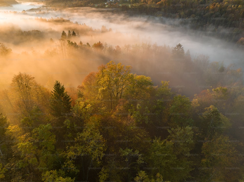 an aerial view of a forest in the morning