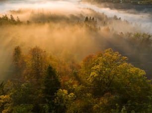 a forest filled with lots of trees covered in fog