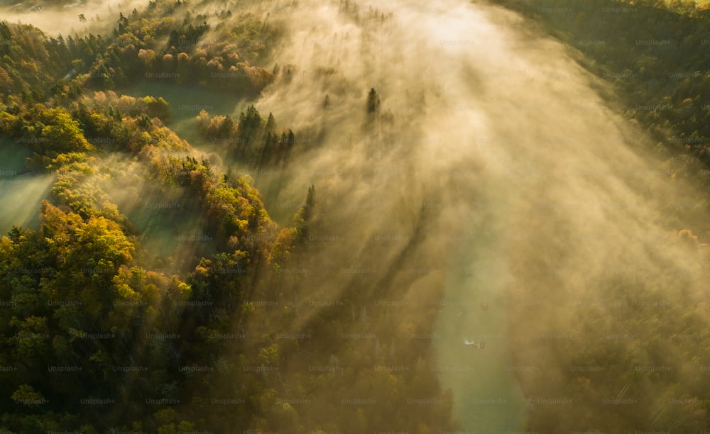 Une vue aérienne d’une forêt brumeuse
