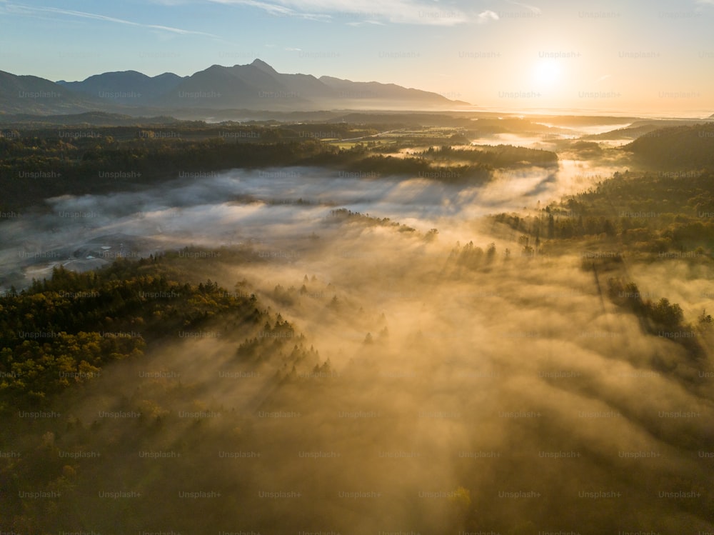 an aerial view of a forest covered in fog