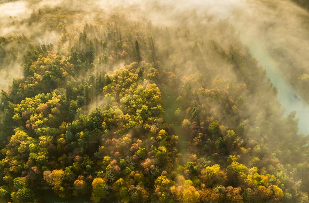 an aerial view of a forest in the middle of the day