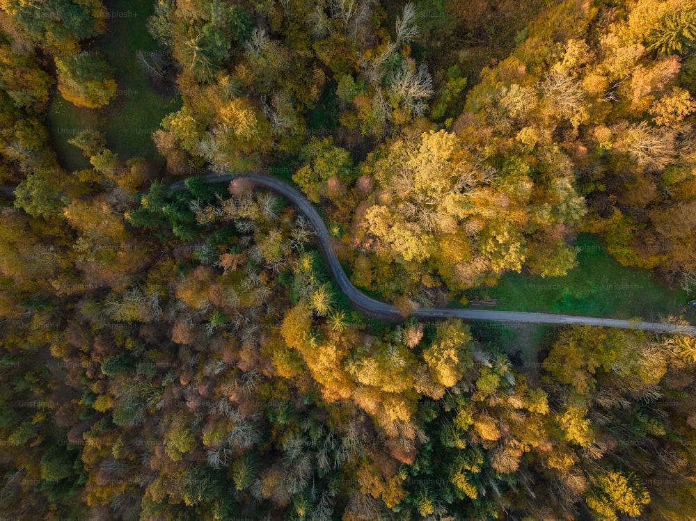 Eine Luftaufnahme einer kurvenreichen Straße, die von Bäumen umgeben ist