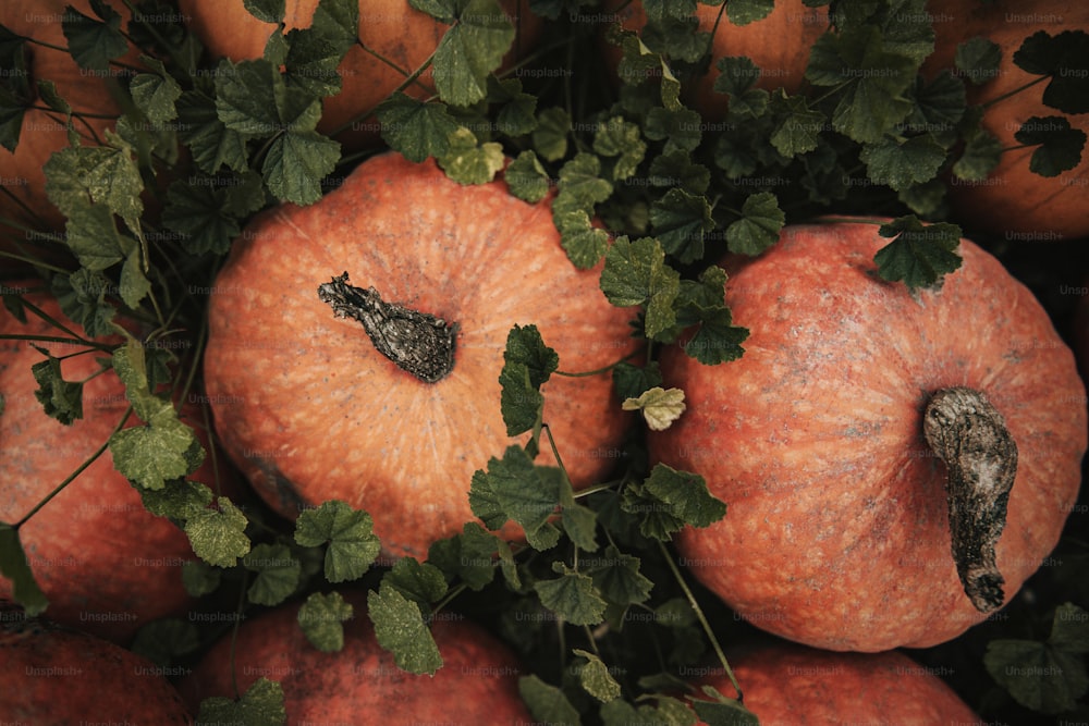 a group of oranges with leaves on them