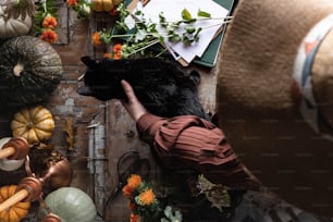 Una persona sosteniendo un oso negro sobre una mesa llena de calabazas
