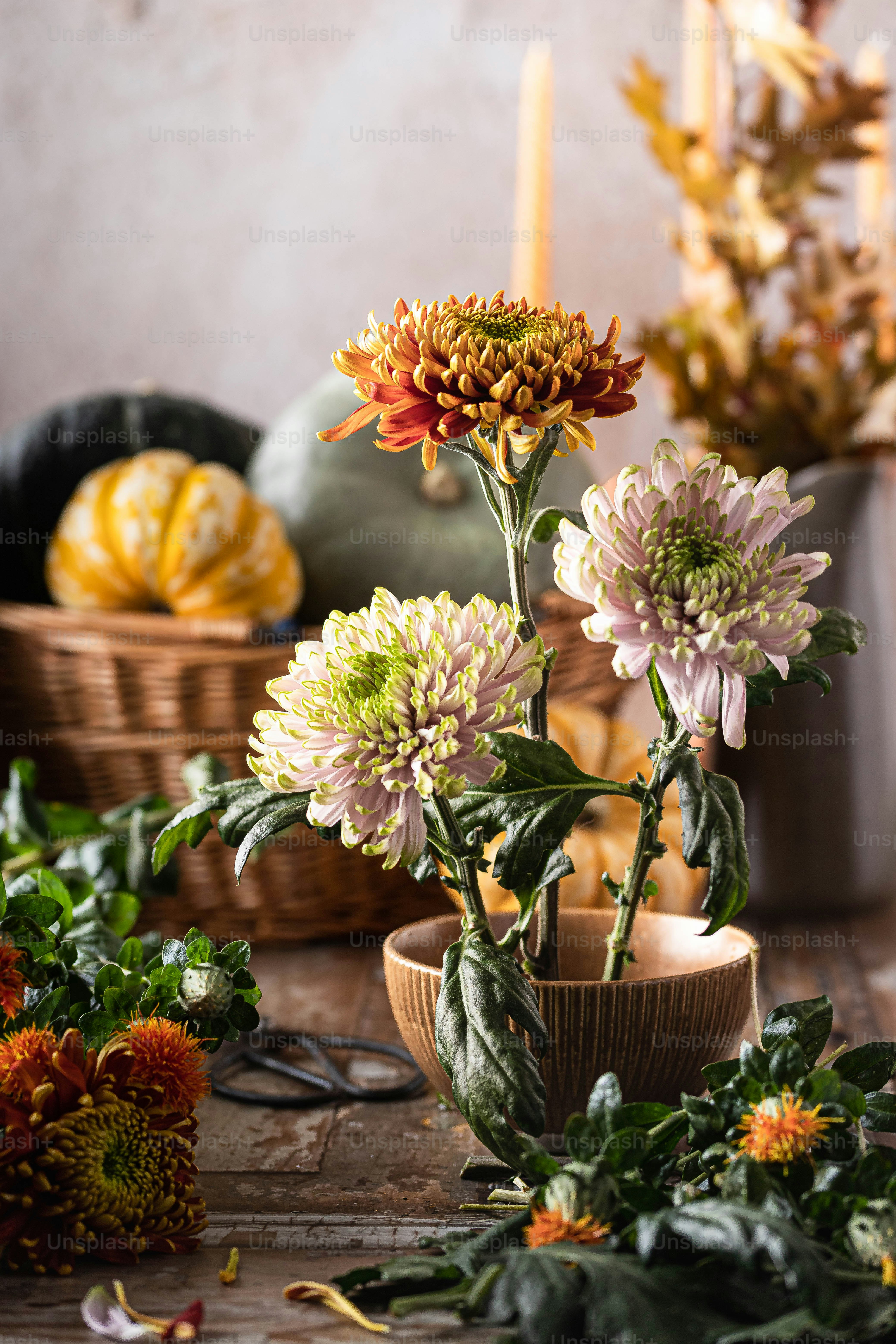 Flowers Fall Pictures | Download Free Images on Unsplash