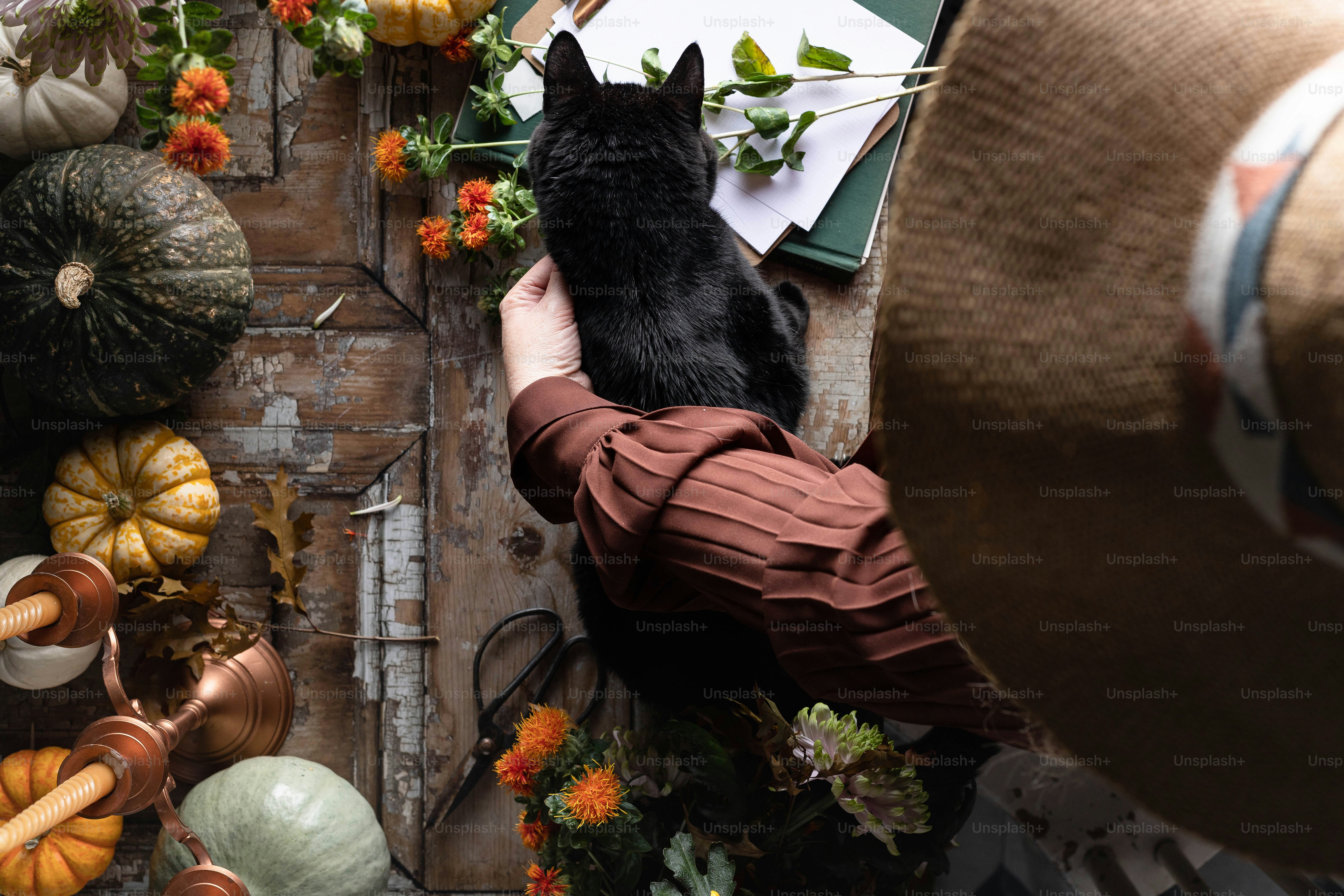 a person holding a black dog in their hands