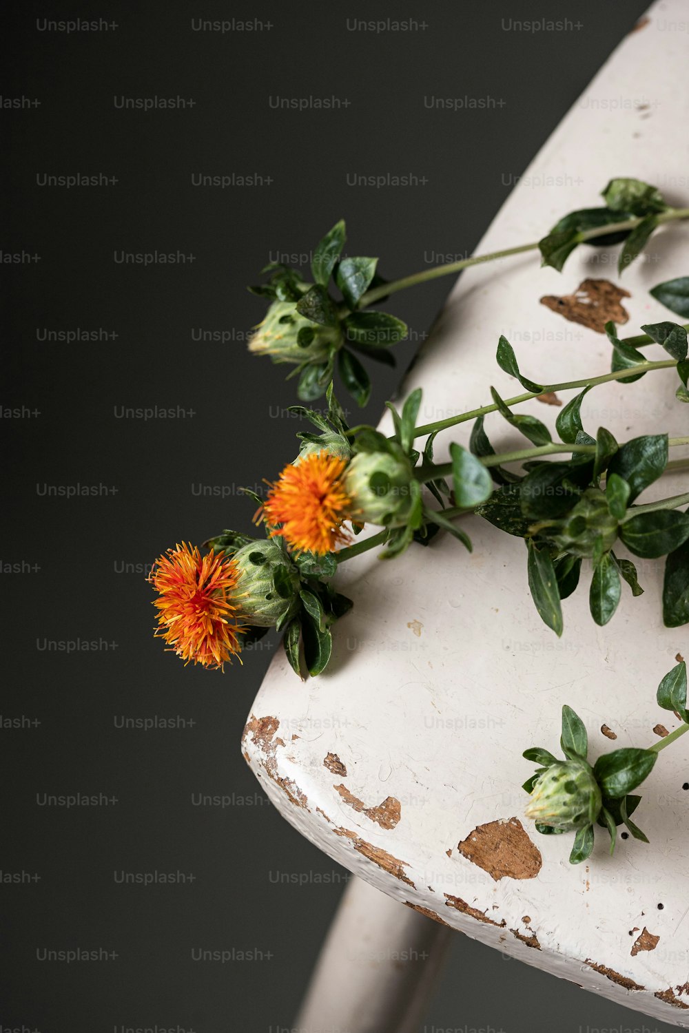 Flower Decor Pictures  Download Free Images on Unsplash