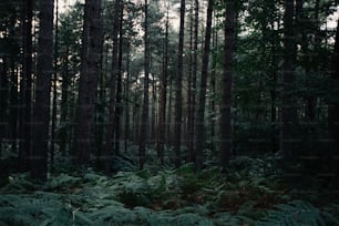 背の高い木々がたくさん生い茂る森