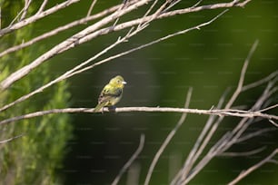 a small yellow bird perched on a tree branch