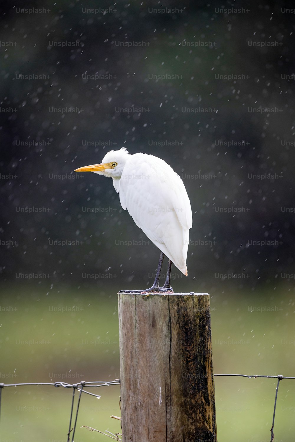 um pássaro branco sentado em cima de um poste de madeira