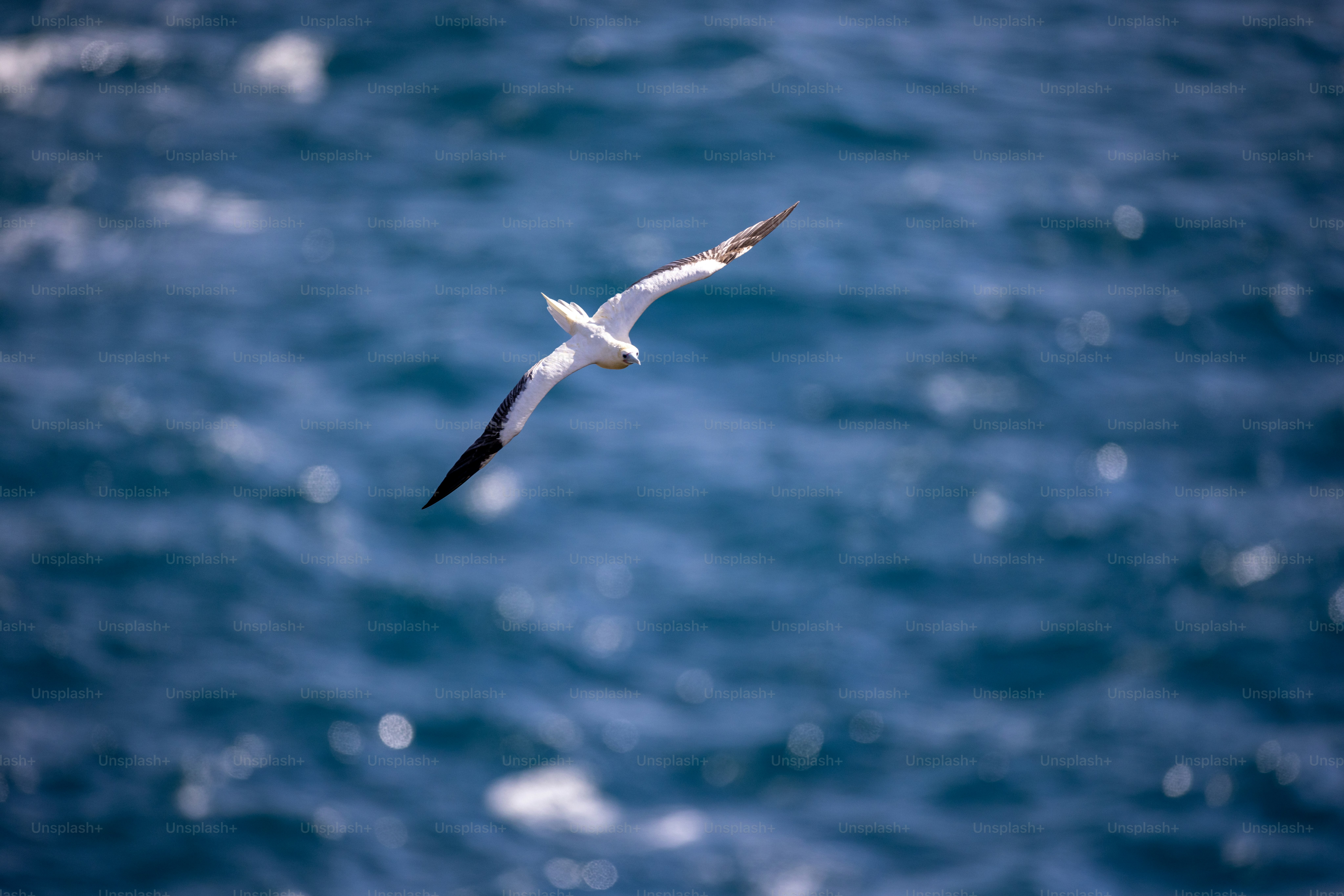 a bird flying over a body of water