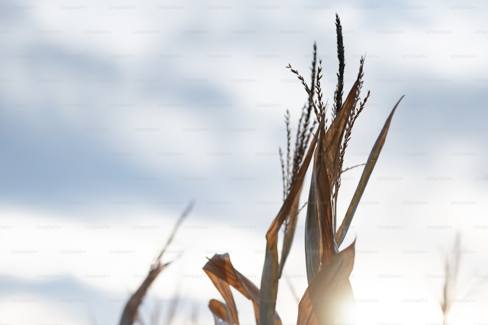 a close up of a plant with the sun in the background