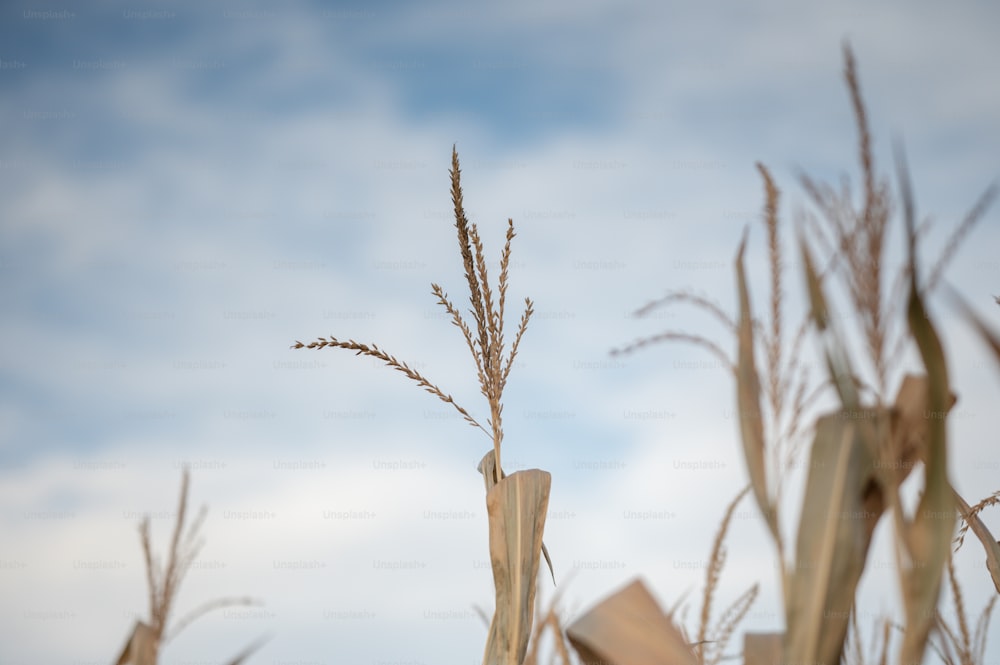 a close up of a plant with a sky in the background