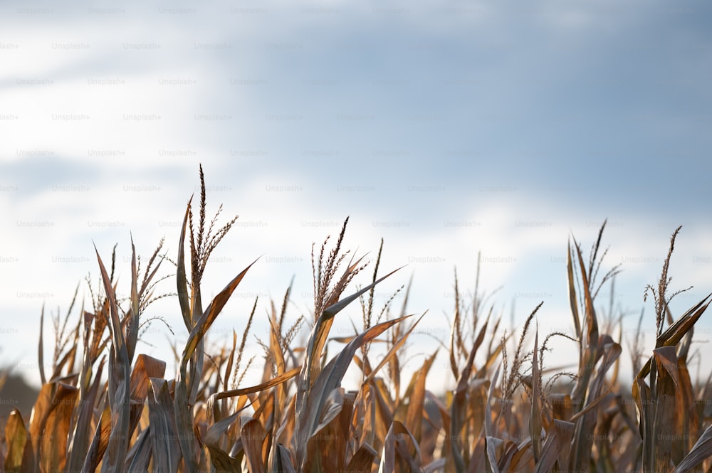 Ein Maisfeld mit blauem Himmel im Hintergrund